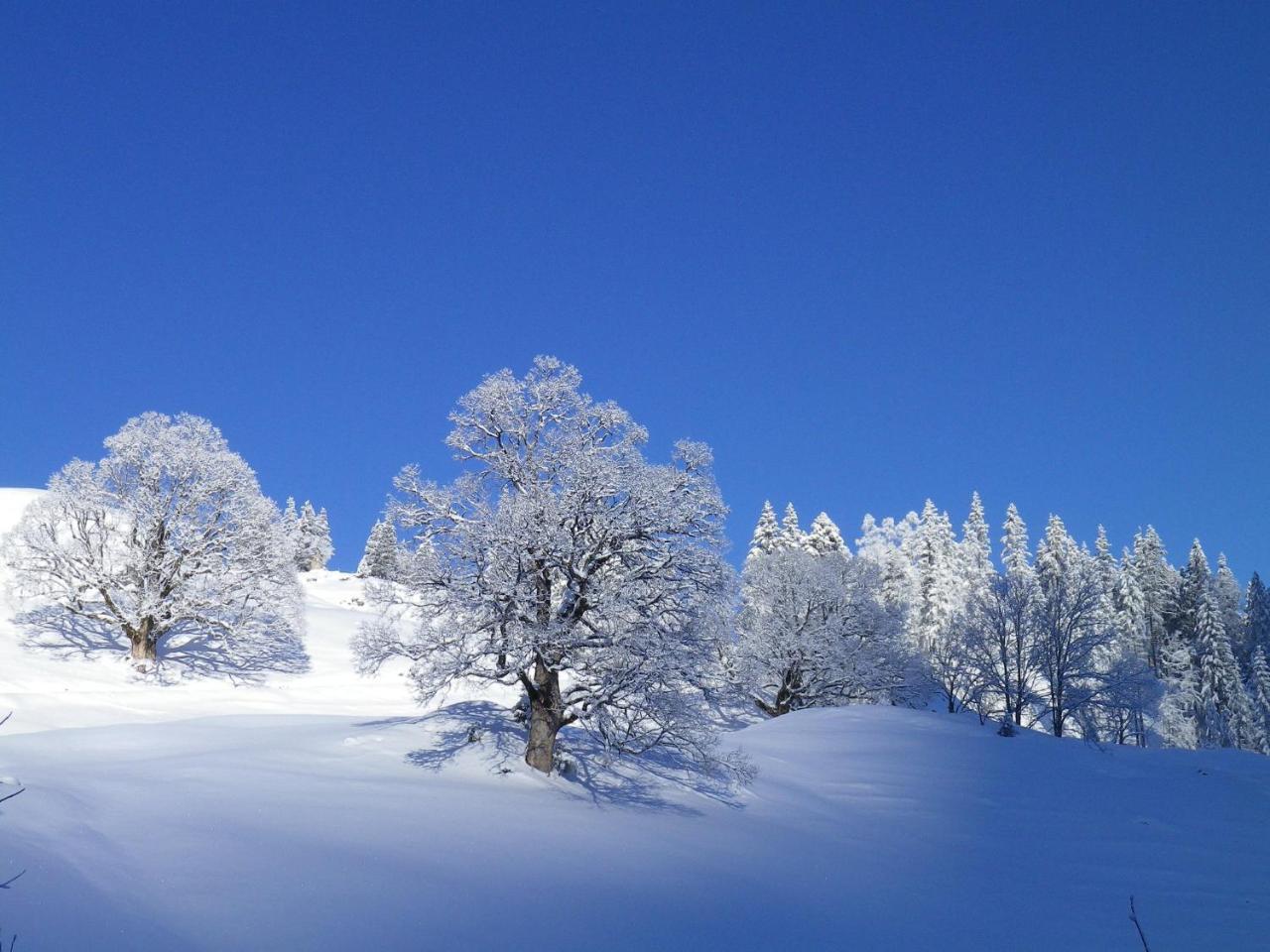 Alpenlodge Willigen Εξωτερικό φωτογραφία
